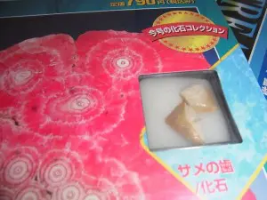 サメの歯です