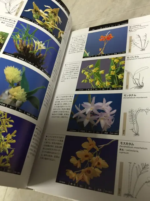 原種洋蘭大図鑑　ページ内