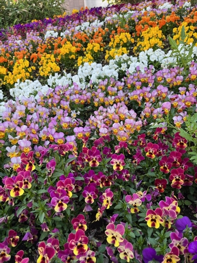 札幌大通り公園の花壇